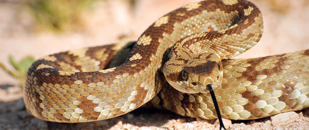 Expert witness golf rattlesnakes wildlife bite injury