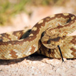 Expert witness golf rattlesnakes wildlife bite injury