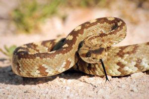 Expert witness golf rattlesnakes wildlife bite injury