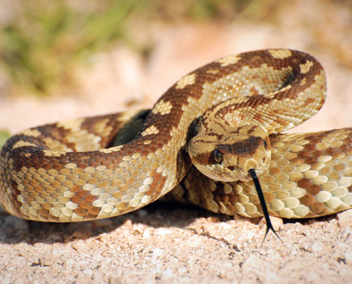 Expert witness golf rattlesnakes wildlife bite injury