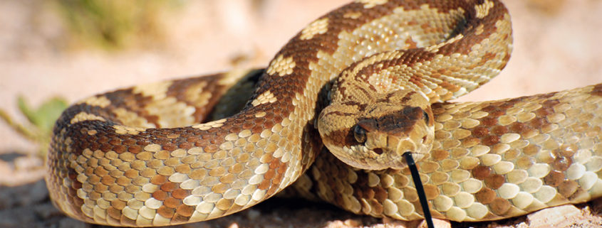 Expert witness golf rattlesnakes wildlife bite injury